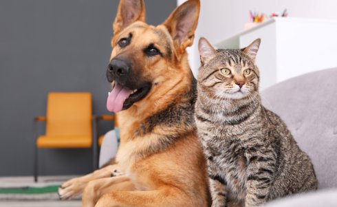 New D.C. Law on Pet Fees & Policies – What to Know for October
