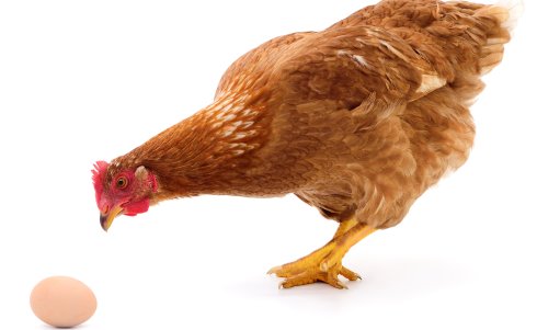 When the Chicken Does Come Before the Egg: The Taxpayer-Friendly Takeaways from George v. Commissioner, Plus a Few ‘Egg-cellent’ Judicial Puns