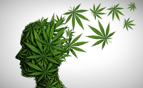 Substance Use Policies and Legal Cannabis: Balancing Compliance and Judgment in a Rapidly Shifting Landscape