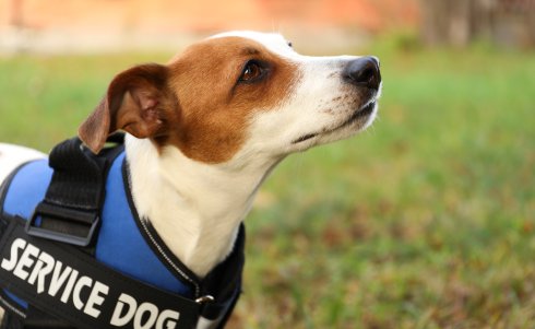 HUD’s Assistance Animal Reset: Where is Federal Enforcement Heading?