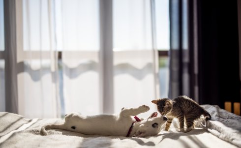 D.C.’s Pets in Housing Law: October 1 is Only the Beginning