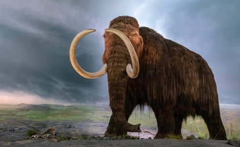When the Mammoth Gets Out: Is a Genetically Engineered Animal a Product, or Is It Livestock?
